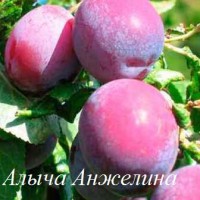 Саженцы сливы, алычи, сливово-вишневого гибрида