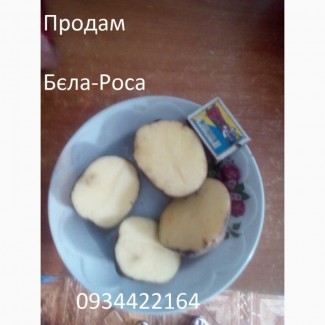 Картопля, Бульба Домашня Продам