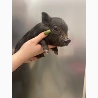 Міні піги Бергштрессер книрт, Mini pig