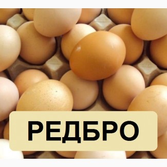 Яйцо. Инкубация. Редбро, купить яйцо Редбро