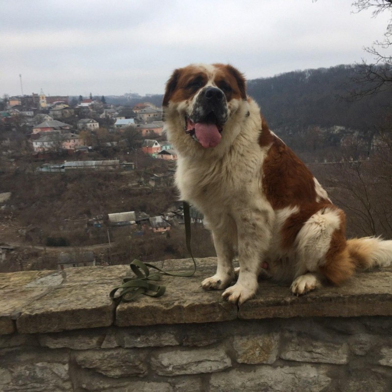 Фото 3/8. Гарний кобель породи сенбернар (в#039;язка, злучка)