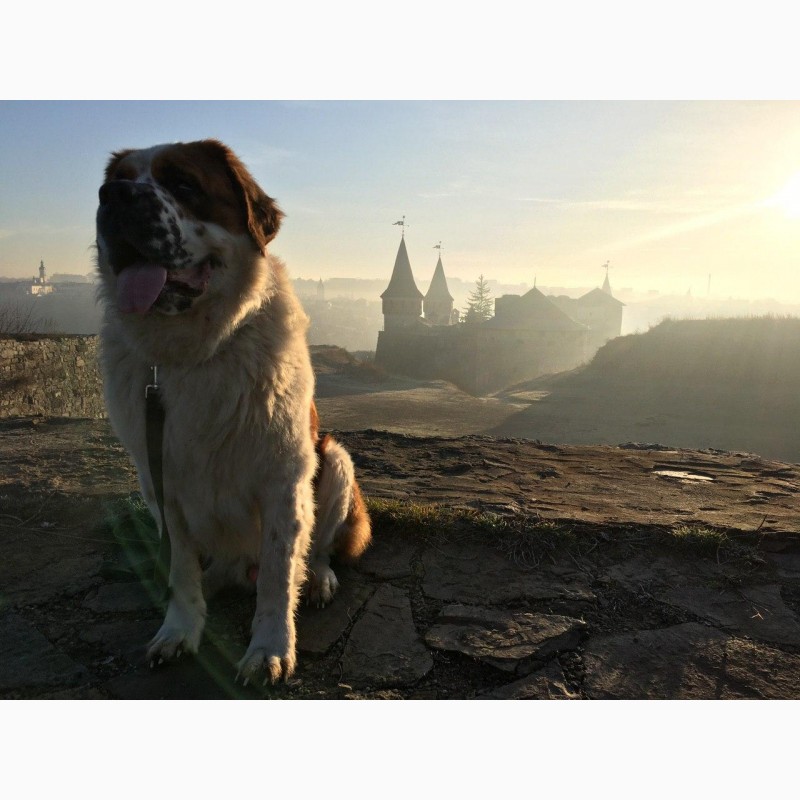 Фото 4. Гарний кобель породи сенбернар (в#039;язка, злучка)