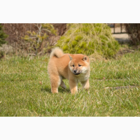 Дівчатка шиба іну, Shiba Inu. З Рідкісним Родовідом