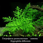 Аквариумные растения, большой выбор с отправкой по Украине