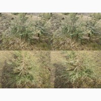 Саженцы можжевельник, Juniperus, Верес, съедобный, куст дерево