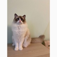 Котята Ragdoll