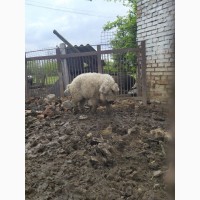 Кнурчики та льошки, племені, венгерська пухова мангалиця