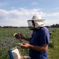 Продам плідні чистопородні бджоломатки(матки, пчеломатки) Карпатка низька ціна