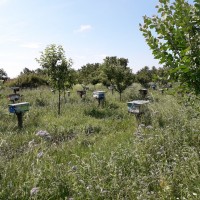 Продам плідні чистопородні бджоломатки(матки, пчеломатки) Карпатка низька ціна