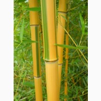 Семена желтого бамбука Phyllostachys Spectabilis (25 шт)