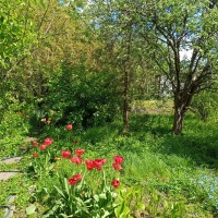 Продається дача в СТ Зелений Гай біля с.Зелений Гай, 30 км від Дніпра