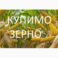 Постійно купуємо кукурудзу (побічний продукт кукурудзи)