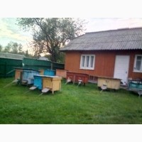 Продам бджоли разом з вуликами