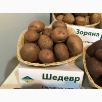 Семенной картофель