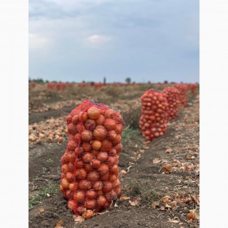 Продам гарну цибулю лук сорт Медуза