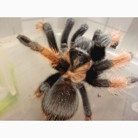 Брахіпельма емілія (Brachypelma emilia) або мексиканський червононогий птахоїд