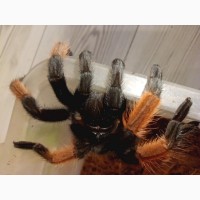 Брахіпельма емілія (Brachypelma emilia) або мексиканський червононогий птахоїд