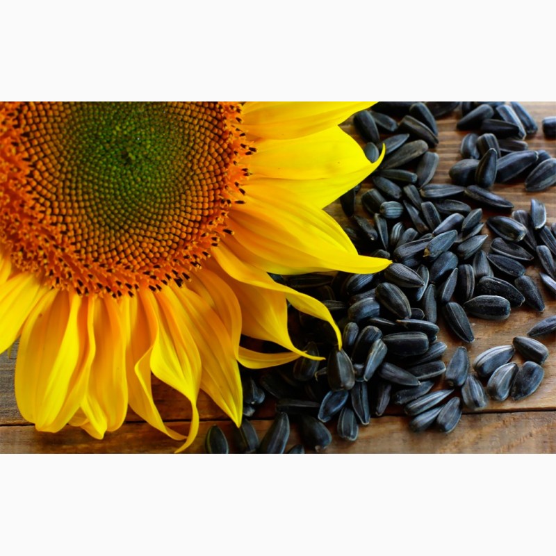 Продам подсолнечник. Гибрид подсолнечника Пионер Sunflower Seeds. Евролайтинг семена подсолнечник упаковка. Гибридный сорт подсолнечника Суматра. Сорт Альтаир подсолнечник.