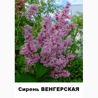 Продам сирень венгерскую