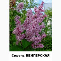 Продам сирень венгерскую