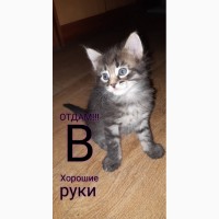 Отдам в хорошие руки