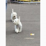 Щенки Вест Хайленд Вайт Терьер /West Highland White Terrier