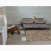 Готель для перетримки собак в Києві ПЕС- Dogs Hotel PES