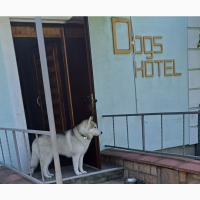 Готель для перетримки собак в Києві ПЕС- Dogs Hotel PES