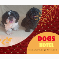 Готель для перетримки собак в Києві ПЕС- Dogs Hotel PES