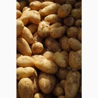 Продаж картоплі оптом, великі обсяги, Волинська область