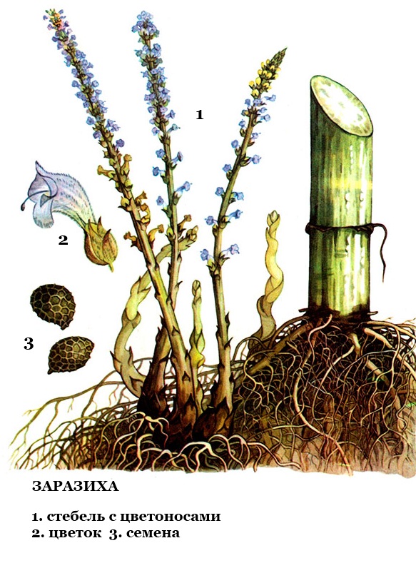 Семена и корни цветов. Заразиха подсолнечниковая. Заразиха растение паразит. Сорняк заразиха подсолнечная. Заразиха подсолнечная семена.
